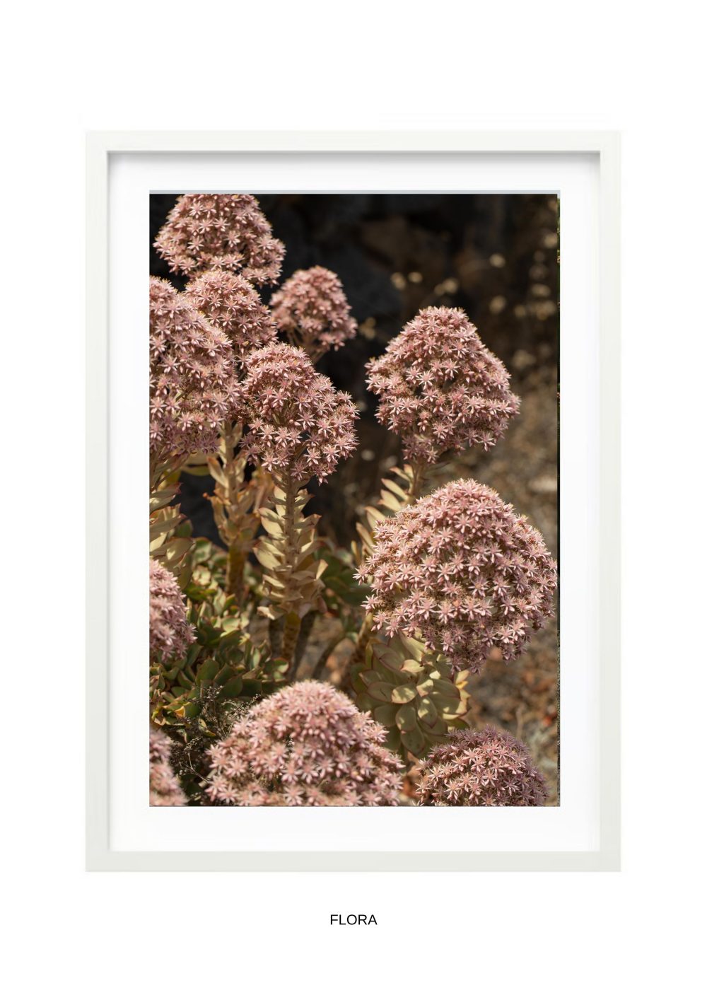 fotografía lanzarote